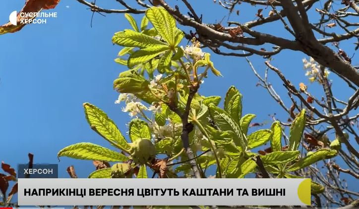 Цвіт дерев у вересні: науковець ХДУ розповів, чи варто наступного року очікувати гарний врожай