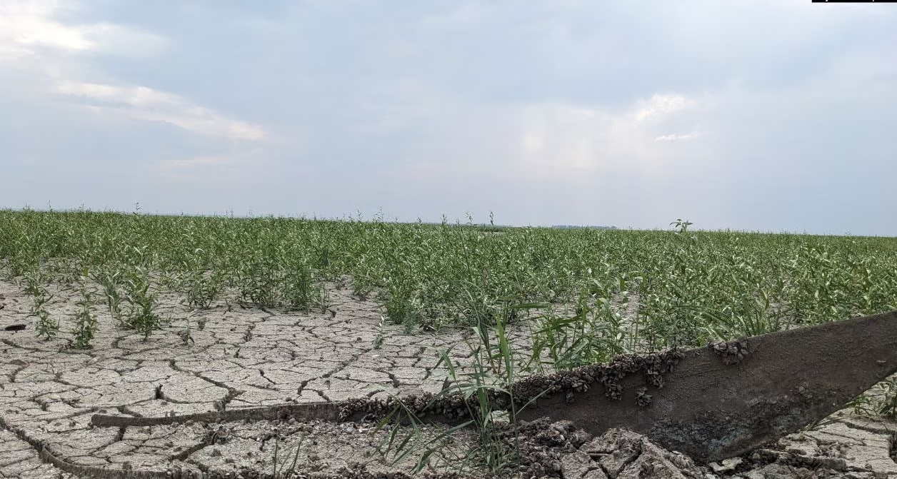 Рік без Каховського водосховища: професор ХДУ розповів, як виживає український південь